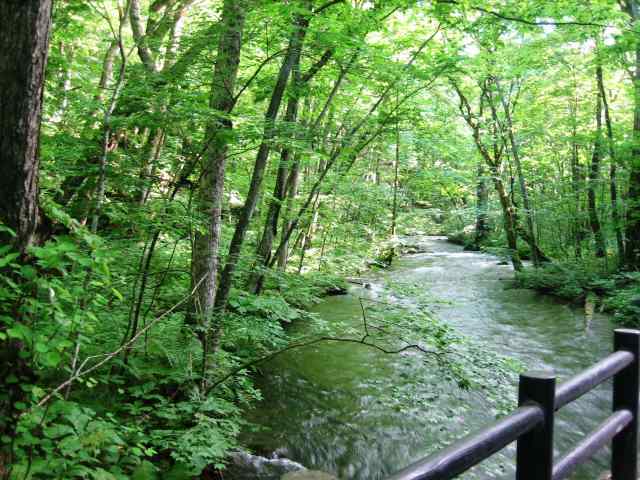 木漏れ日の川とせせらぎの音