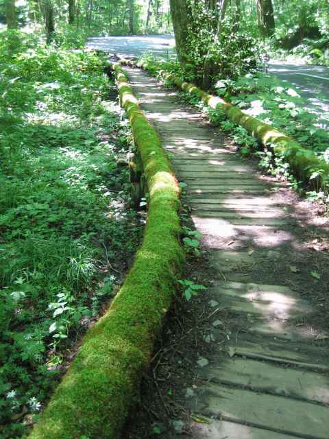 板張りの橋にも鮮やかな苔の緑。