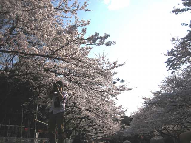 新聞社の方が脚立に乗って、上野の桜