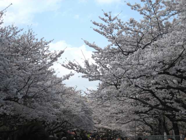 桜が満開の上野公園