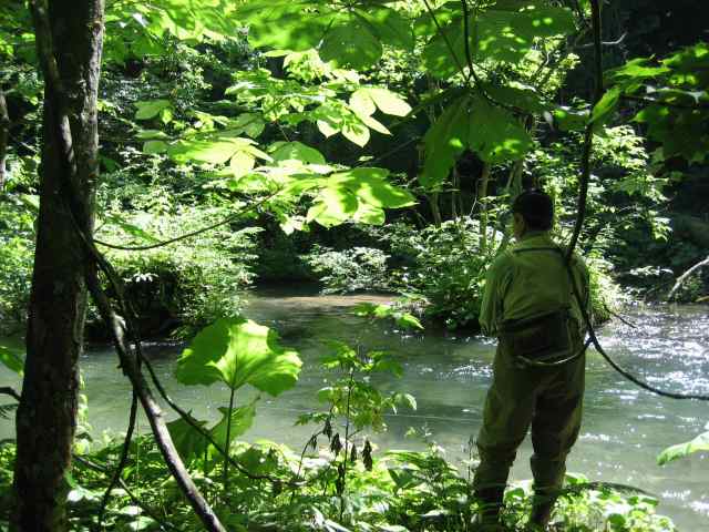 渓流釣りをする人