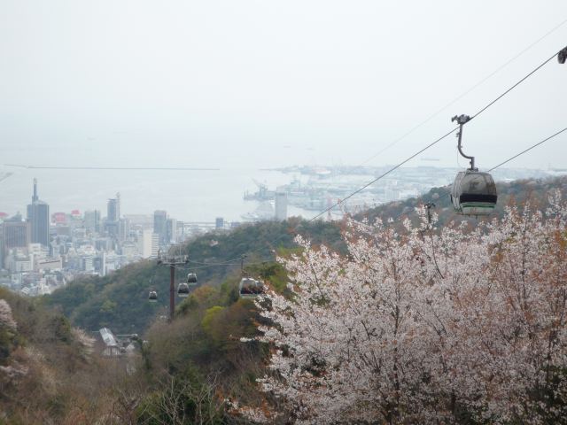 神戸は桜満開です♪