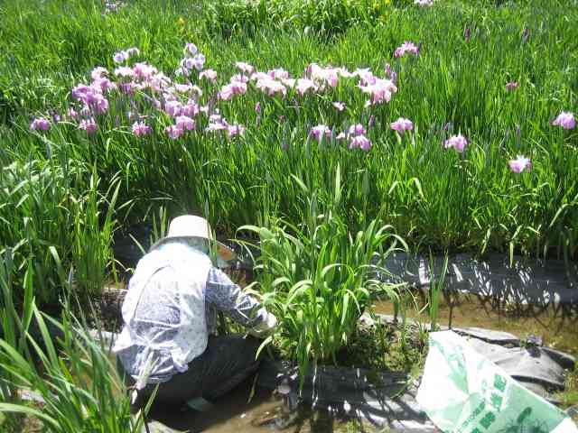 花菖蒲の手入れをするおばあちゃま