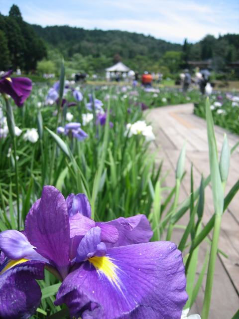 花菖蒲園の板張りの道を歩く