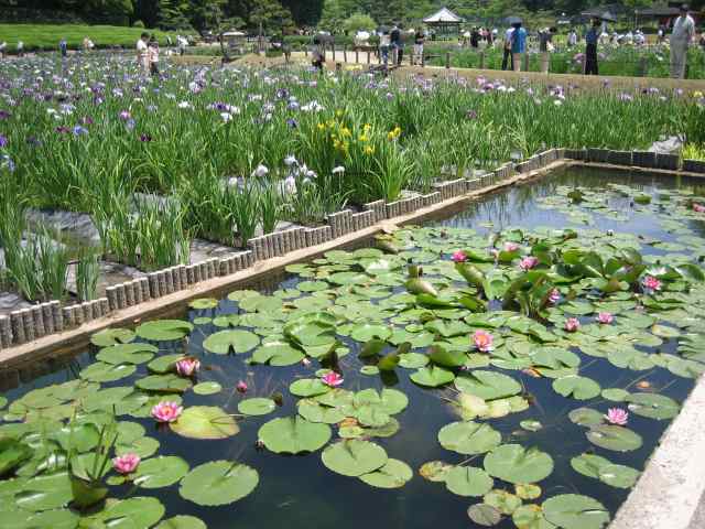 睡蓮の花も咲いていました♪