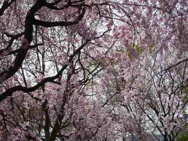 浜松城公園の桜