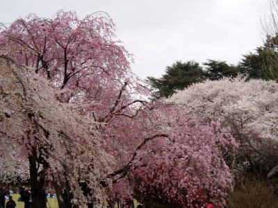 sakura8.jpg