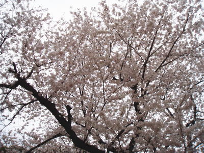 sakura9.jpg