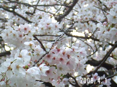 2008.4.1都会の桜