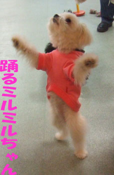 踊る犬