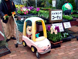 20ポット以上で値段ダウン