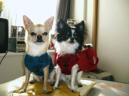 I DOGの服