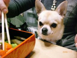 おせち～とヤマト