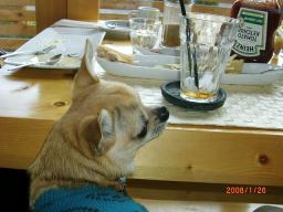 食後にヤマトと