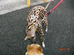 道でイタリアングレーハウンドちゃんに逢って＾＾