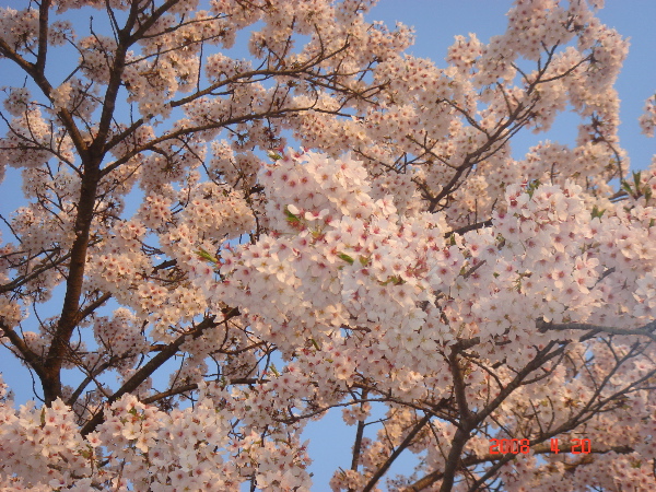 DSC00816.jpg