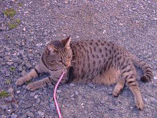 なっちゃん散歩