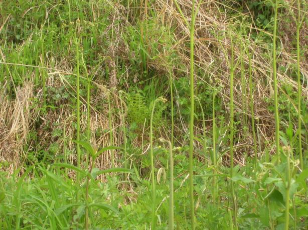 長野の田舎の蕨（わらび）