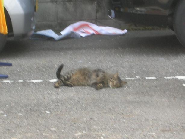 マタタビに酔う？