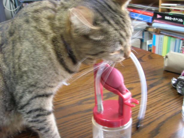 私こうやって噛んだの