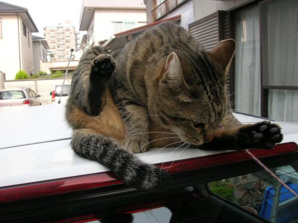 行ってらっしゃい　バイバイ