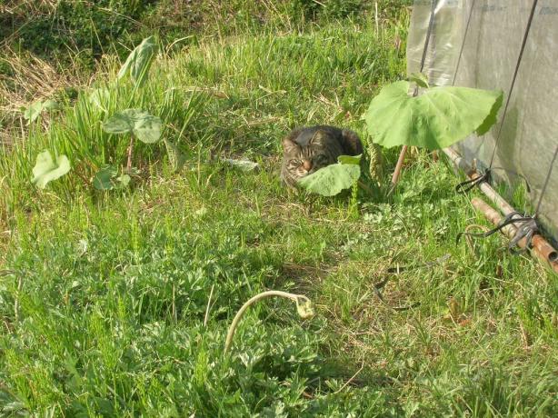 里親猫あっちゃん山菜と遊ぶ