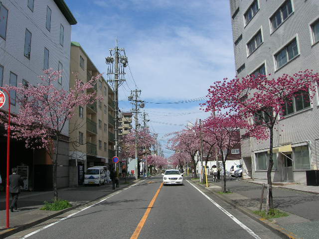 名古屋高岳の桜満開１