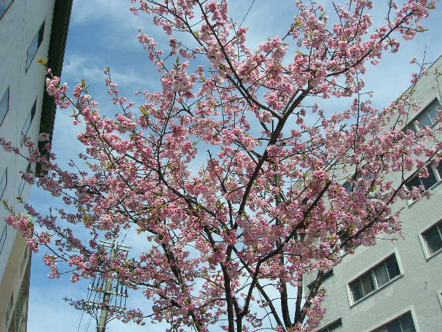 名古屋高岳の桜満開２