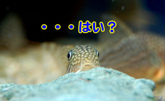 はい？.jpg