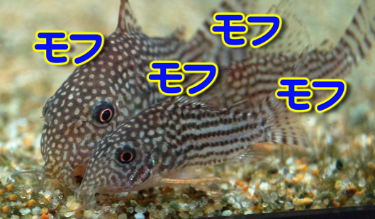 お味は？.jpg