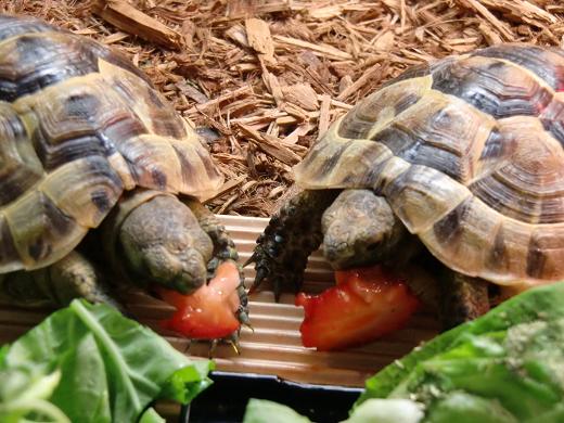 これはなんだろう！