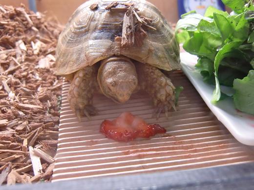 これはなんだっけ？