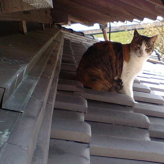 屋根の上の猫 日日の記録 楽天ブログ