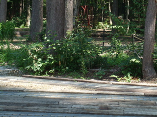 ミニトレインパーク