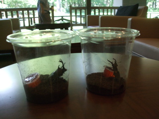 かぶと　クワガタ