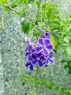 2011/9/15　御徒町の花たち・デュランタ