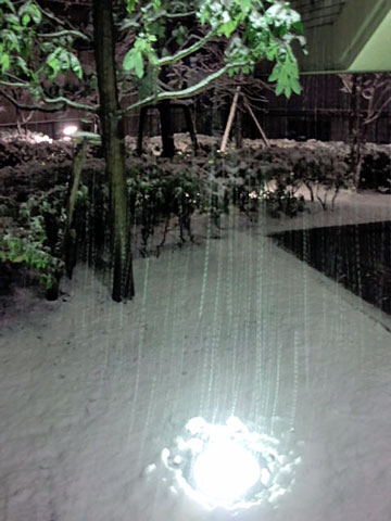 2011/2/14　雪で真白3