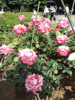 2011/5/21　バラ園4