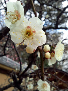 2011/2/23　芝公園梅の花