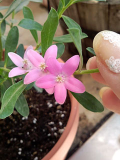 10/23　サザンクロスの花