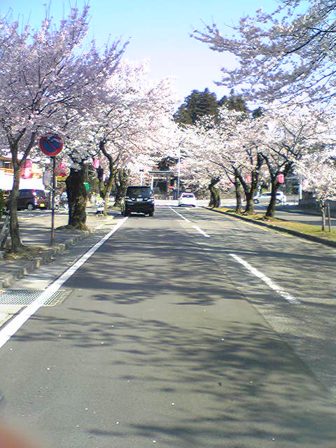 桜3