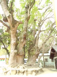 長田神社