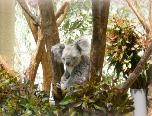 おきてるのね～コアラーっ！