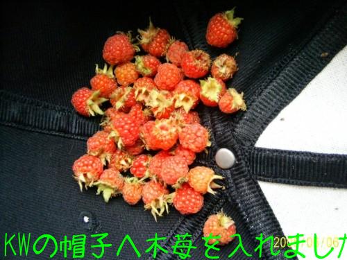 木苺