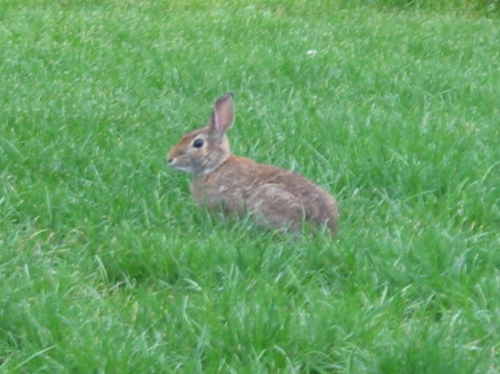 うさぎ。