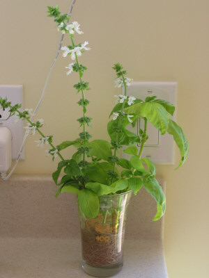 バジルの花。