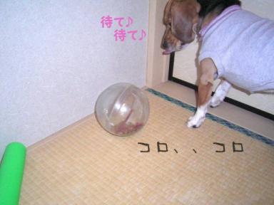 追いかける月子