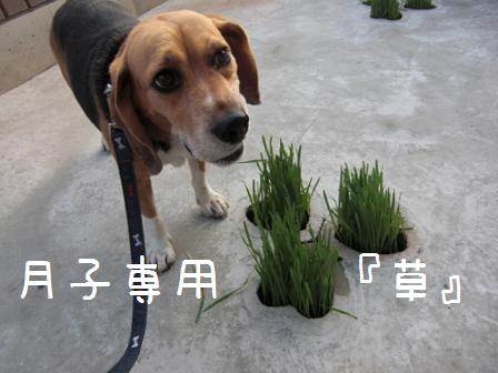 草