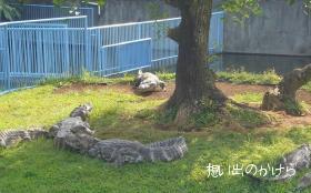 ワニの昼寝