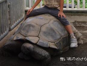 ゾウガメに乗った少年１
